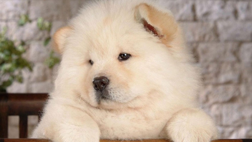 Chow Chow Size and Color