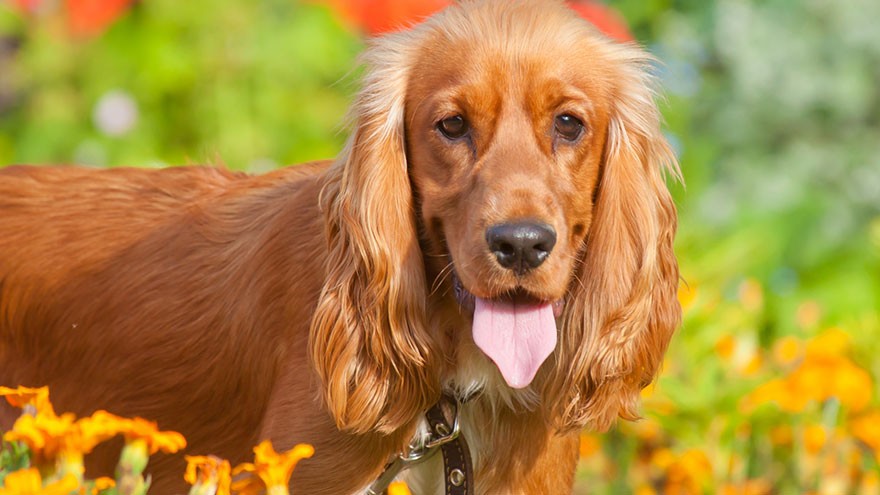 Cocker Spaniel Size and Color