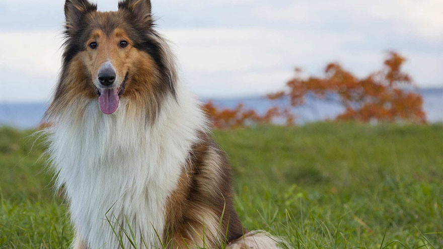 Collie Size and Color