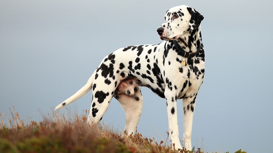 Dalmatian : 10 Most Common Questions