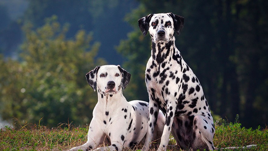 Dalmatian Health Guide