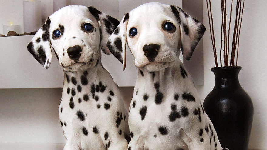 Dalmatian Size and Color