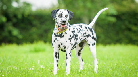 Dalmatian Training Guide | Our Deer