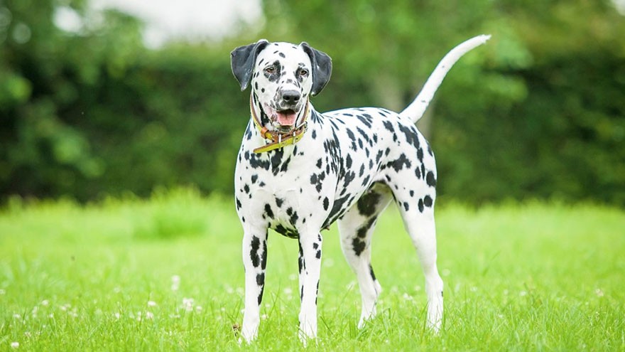 Dalmatian Training Guide