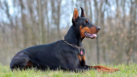 Doberman Pinscher Health Guide | Our Deer