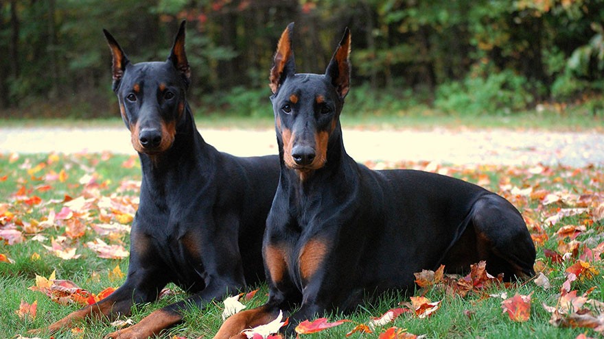 Doberman Pinscher Size and Color