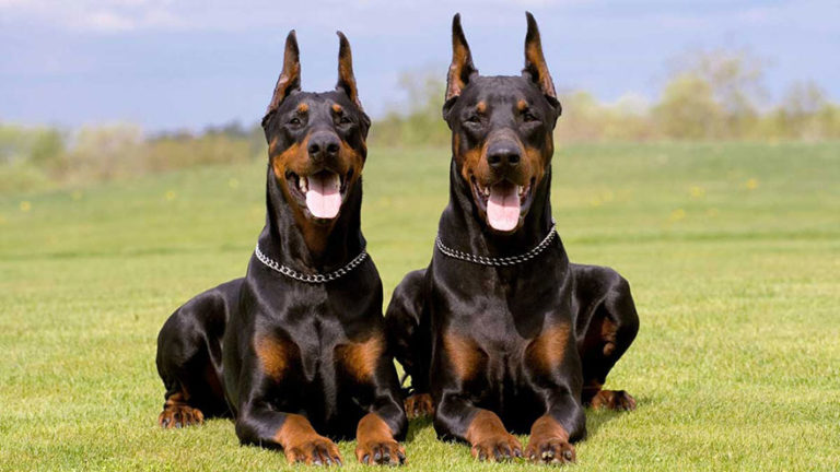 Doberman Pinscher Training Guide | Our Deer