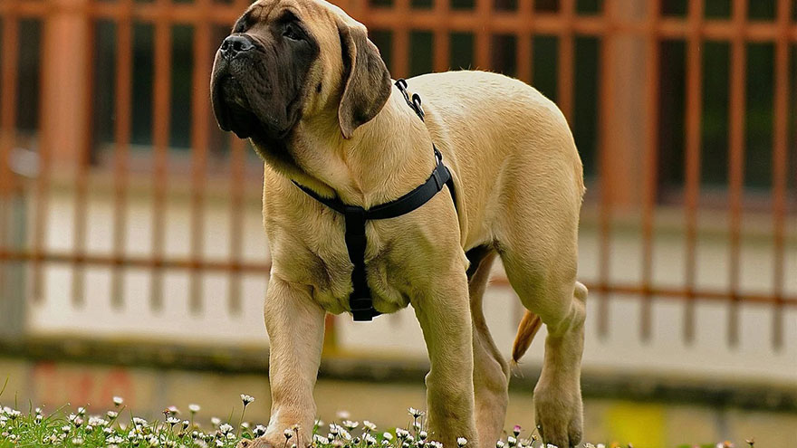 what should i feed my english mastiff