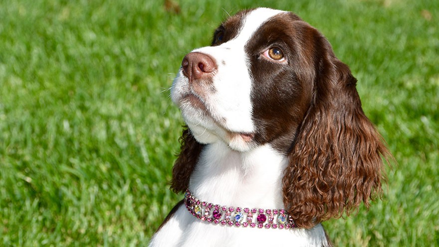 English Springer Spaniel Feeding and Grooming Requirements