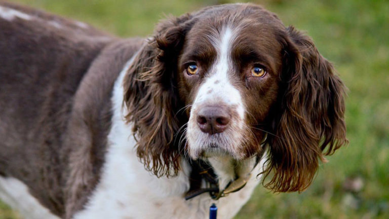 English Springer Spaniel Breed Information | Our Deer