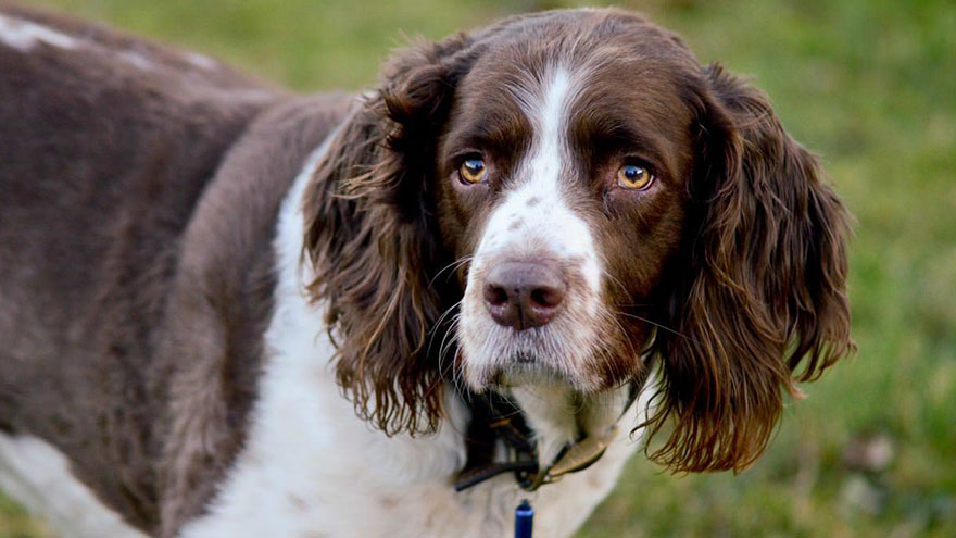 English Springer Spaniel Size and Color