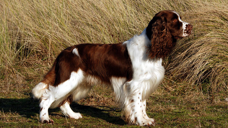 English Springer Spaniel Breed Information | Our Deer