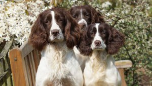 English Springer Spaniel Training Guide | Our Deer