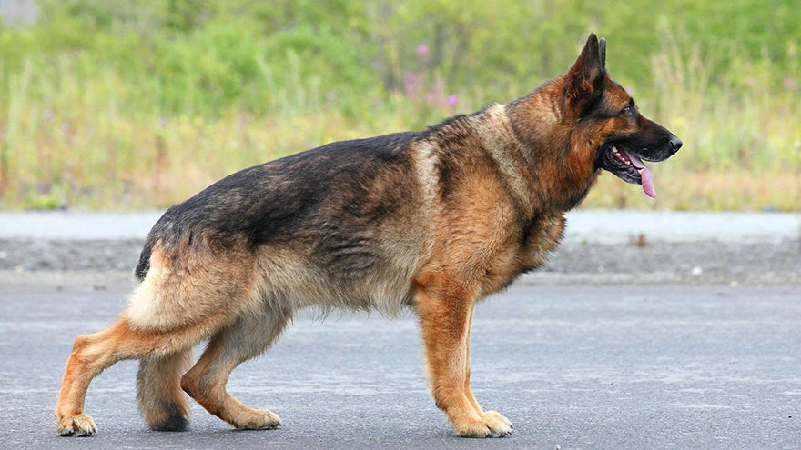 German Shepherd Size and Color