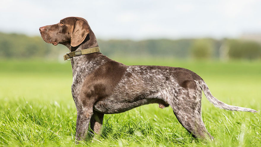 German Shorthaired Pointer Breed Information