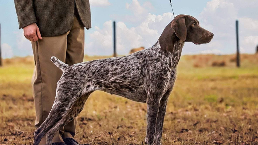 German Shorthaired Pointer Exercise Needs