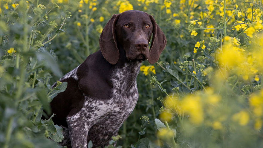 German Shorthaired Pointer Feeding and Grooming Requirements