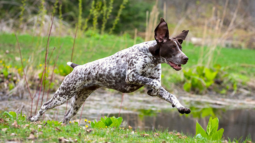 German Shorthaired Pointer Health Guide | Our Deer