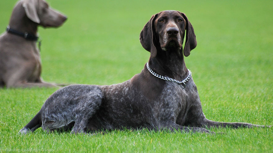 German Shorthaired Pointer Size and Color