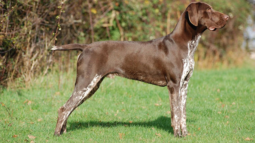 German Shorthaired Pointer Training Guide