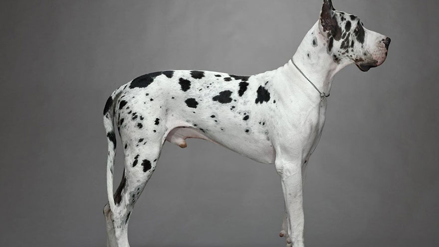 is a great dane a good pet