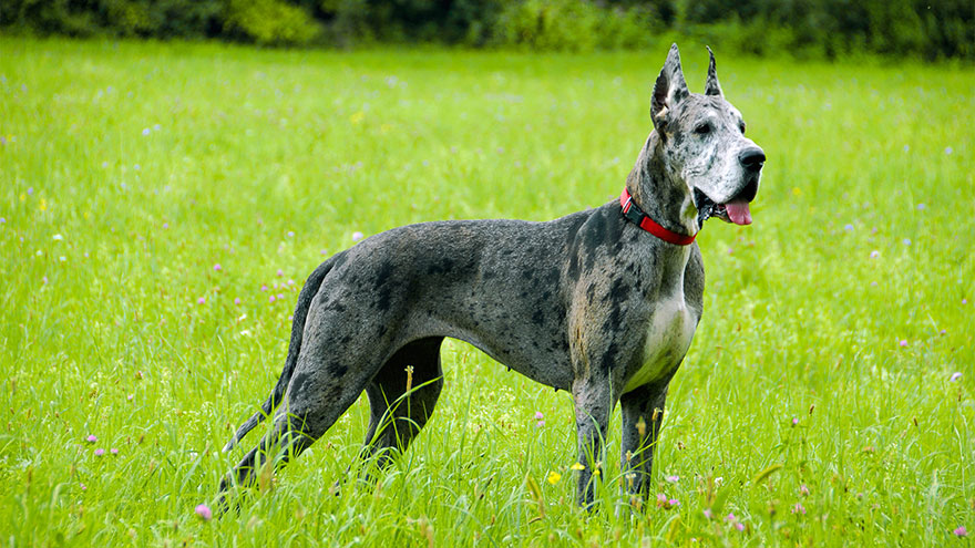 Great Dane Exercise Needs