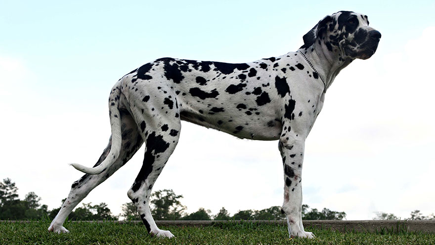Great Dane Feeding and Grooming Requirements