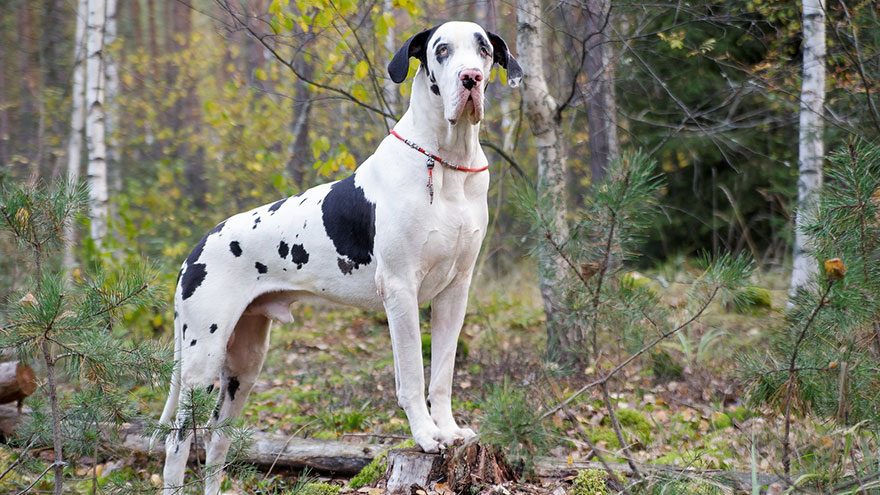 Great Dane Size and Color