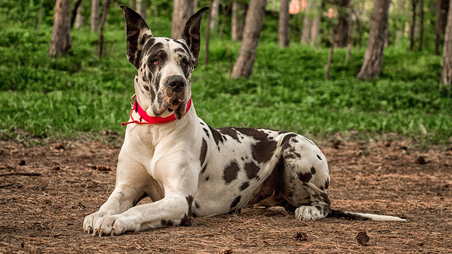 Great Dane Temperament