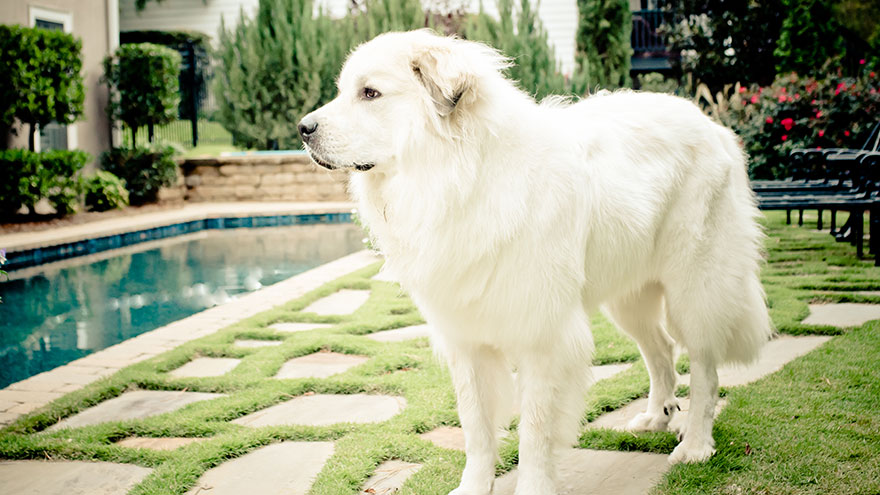 Great Pyrenees Breed Information