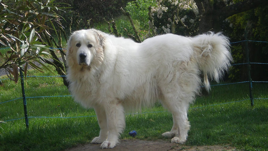 Great Pyrenees Exercise Needs