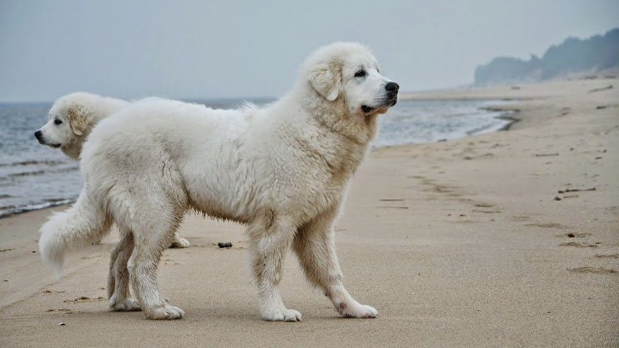 Great Pyrenees Feeding and Grooming Requirements