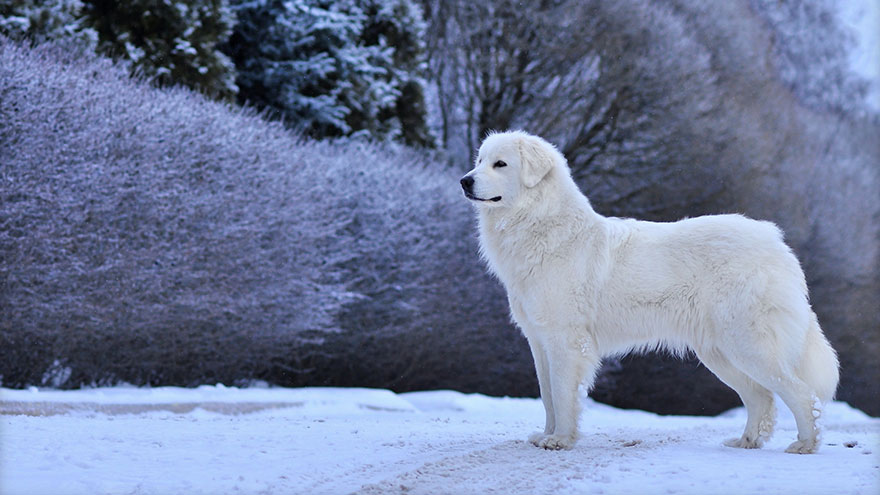 Great Pyrenees Health Guide