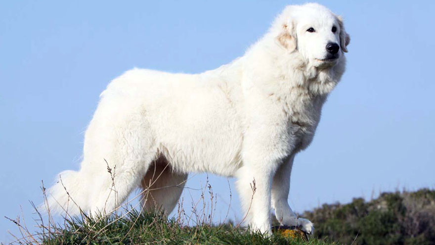 Great Pyrenees Questions