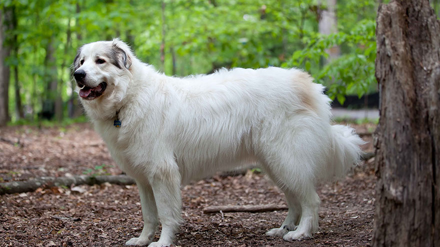 Great Pyrenees Size and Color