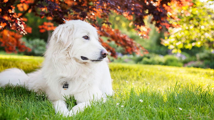 Great Pyrenees Training Guide
