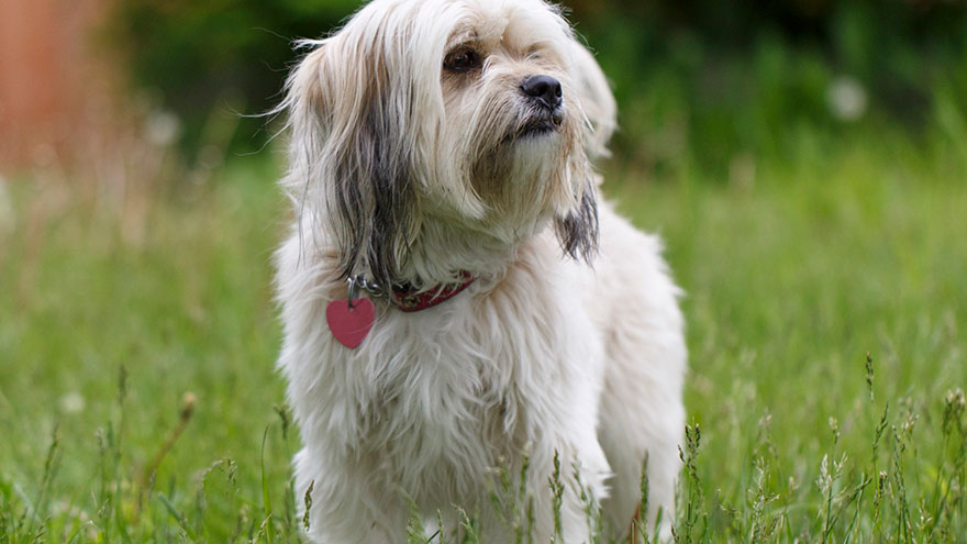 Lhasa Apso Feeding and Grooming Requirements