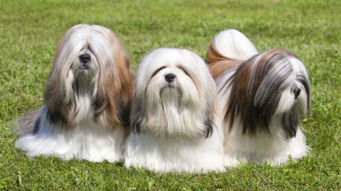 apso lhasa towarzystwa dinoanimals umaszczenie