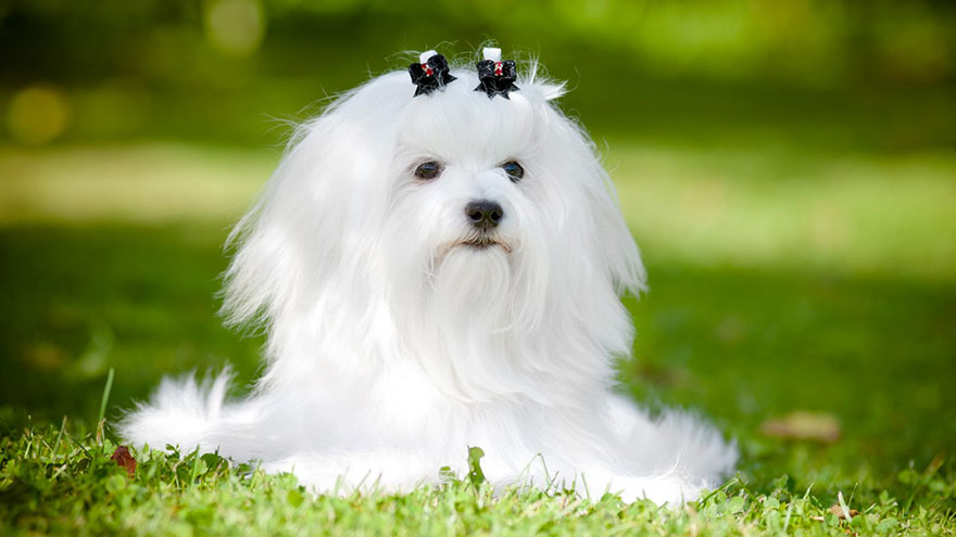 Maltese Feeding and Grooming Requirements
