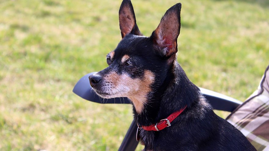 Miniature Pinscher Feeding and Grooming Requirements
