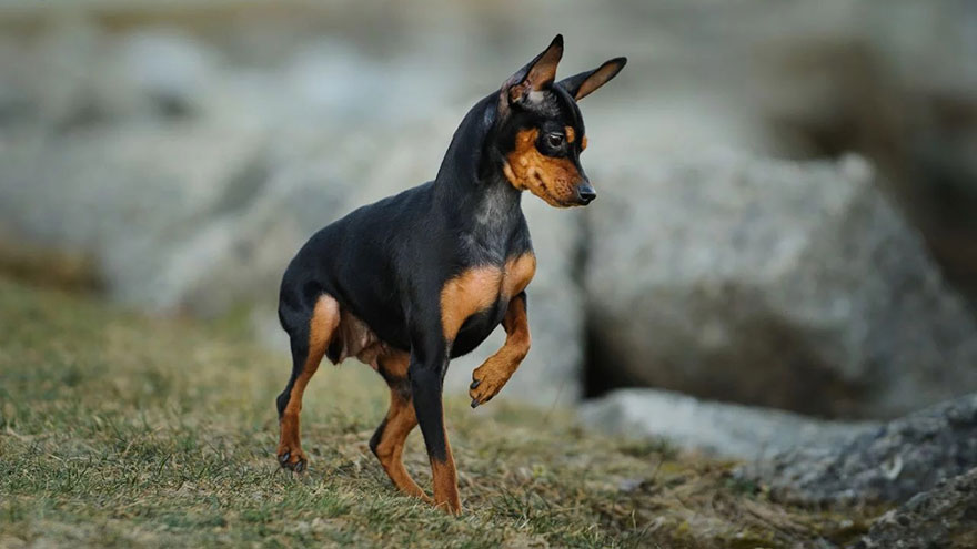 Miniature Pinscher Size and Color