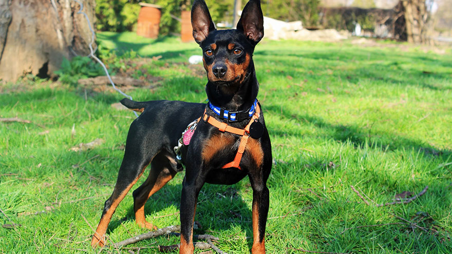 Miniature Pinscher træningsvejledning