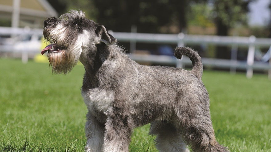 Miniature Schnauzer Exercise Needs