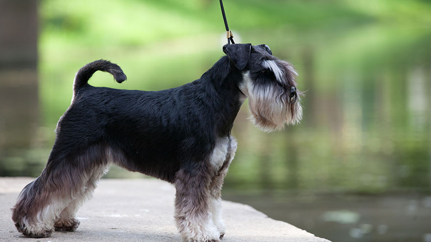 Miniature Schnauzer Feeding and Grooming Requirements