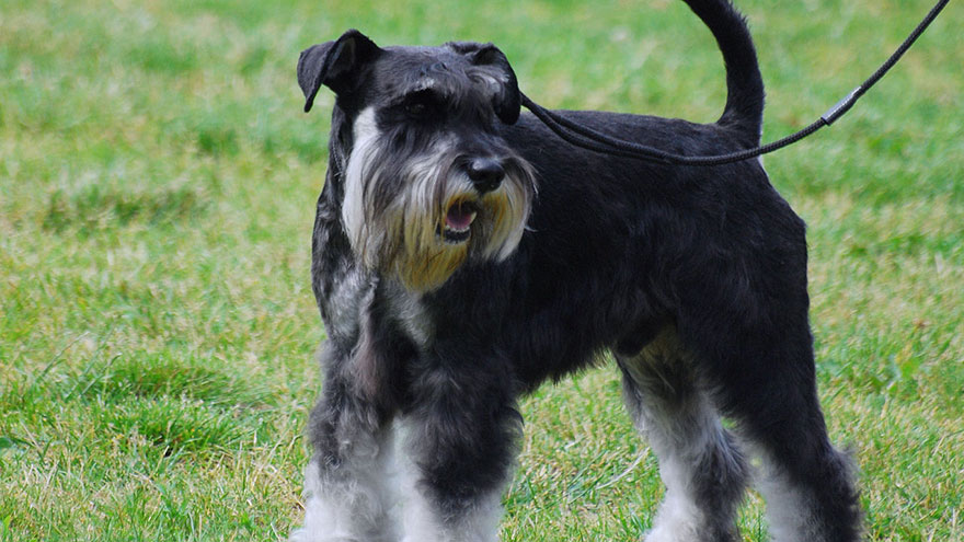 Miniature Schnauzer Size and Color