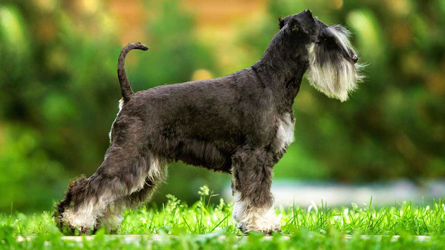 Miniature Schnauzer Temperament