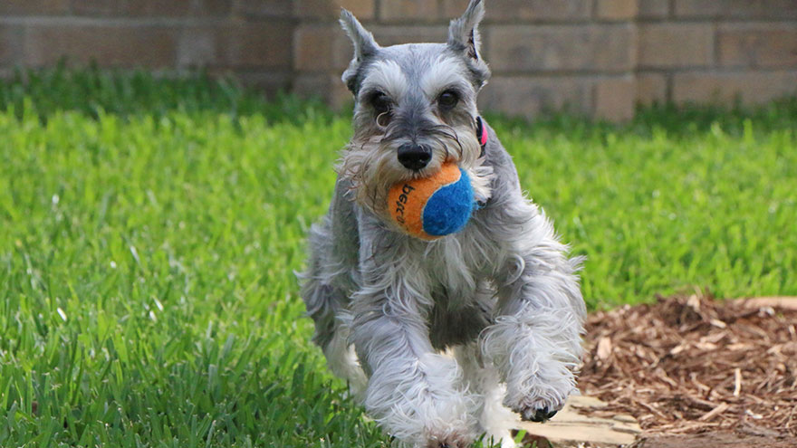 Miniature Schnauzer Training Guide