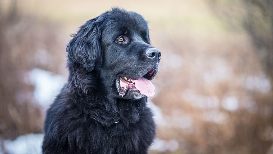 Newfoundland Feeding and Grooming Requirements