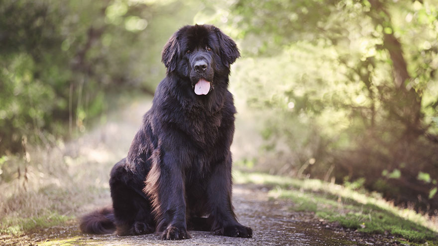 Newfoundland Training Guide