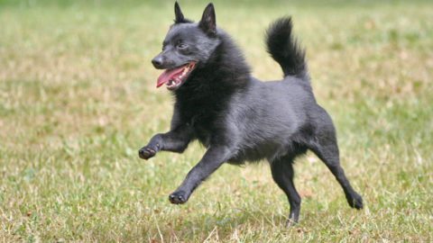 Owning A Schipperke : Breeder Recommendations | Our Deer